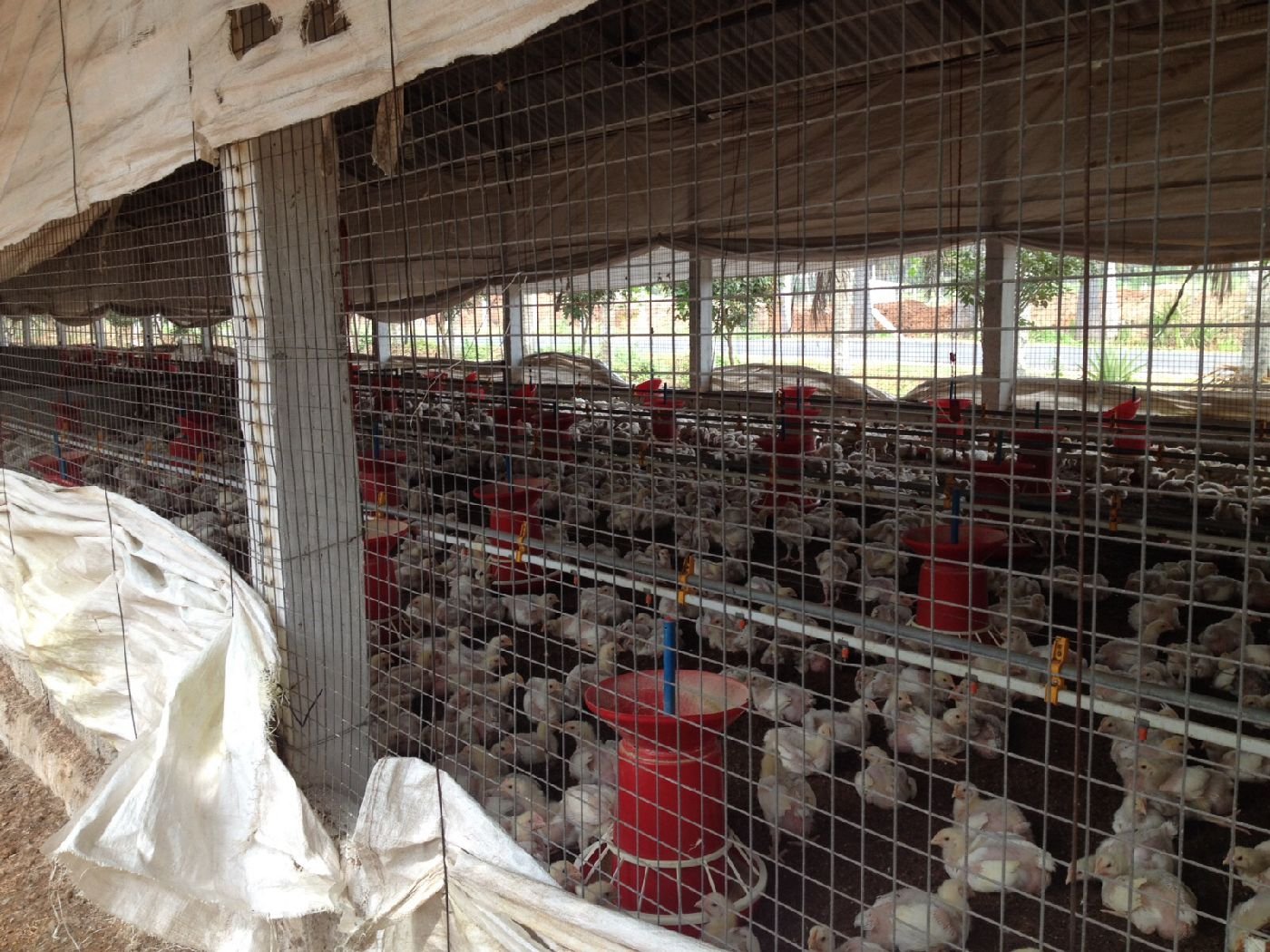 Poultry Welmesh Partition